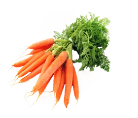 Carrot