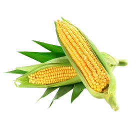 corn